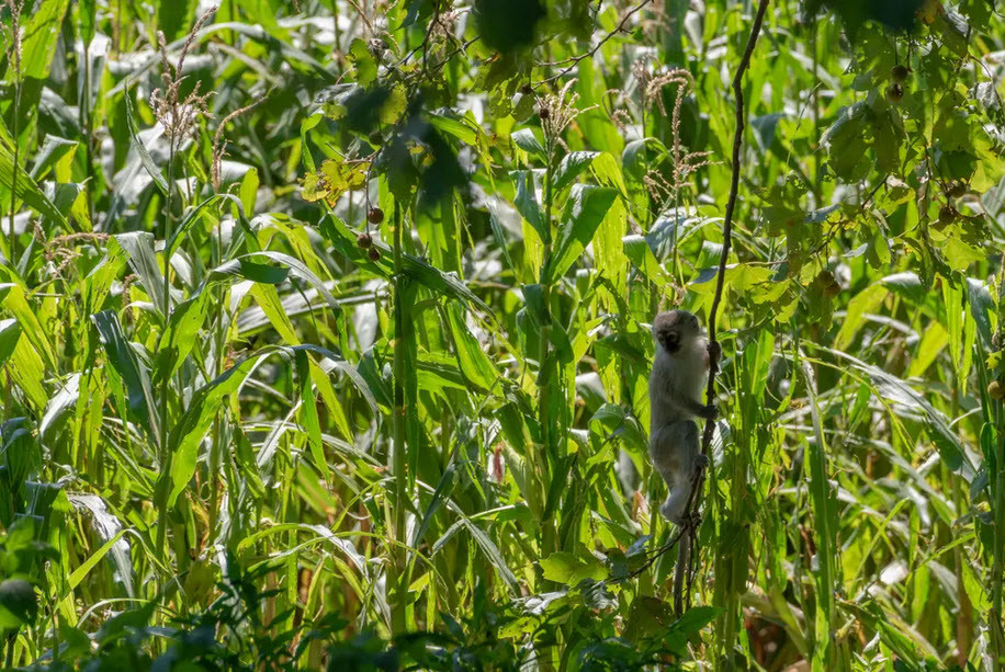 Khỉ leo cây trên cánh đồng ngô ở Natal Midlands, Nam Phi. (Nguồn Guardian)
