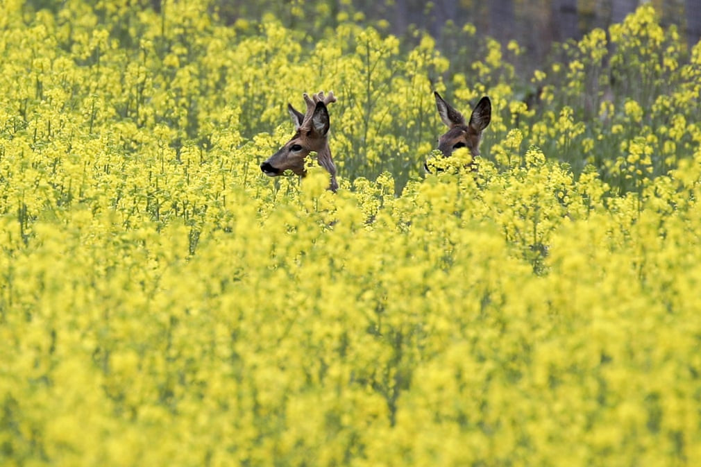 Hoẵng châu Âu đứng trên cánh đồng hoa cải nở vàng gần thị trấn Turov, Belarus. (Nguồn Guardian)