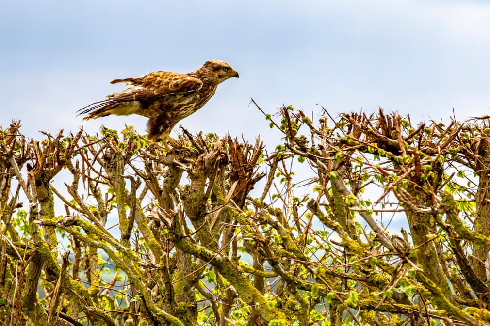 Chim diều thường đậu trên một bụi cây ở Wilton, Northamptonshire, Anh. (Nguồn Guardian)