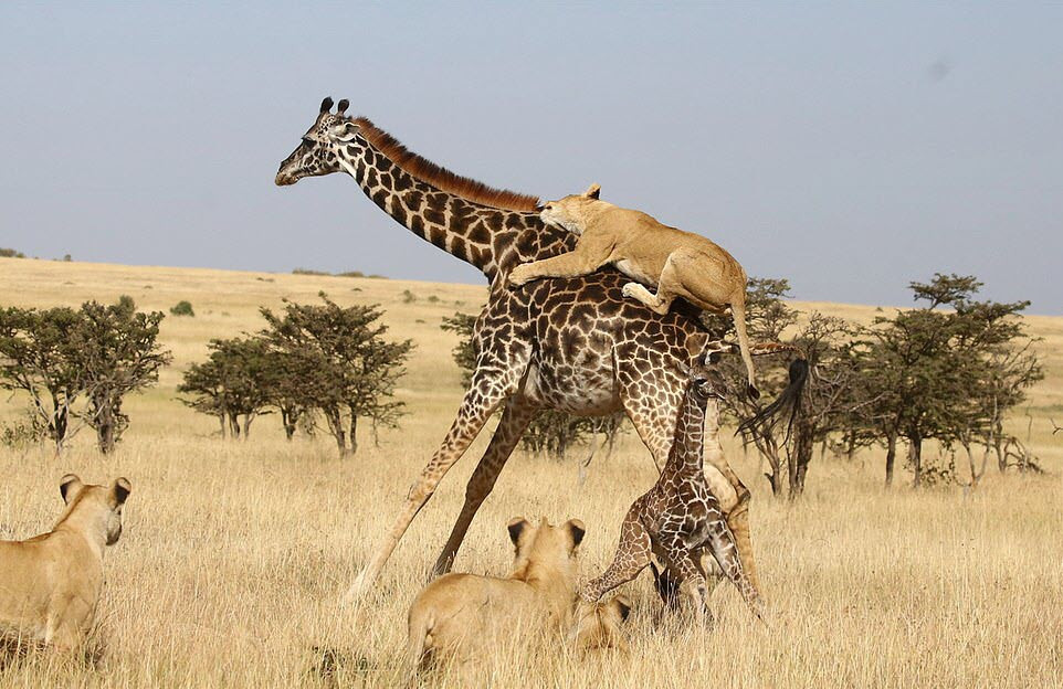 Hình ảnh động vật ấn tượng ghi cảnh đàn sư tử cố gắng vật ngã hươu cao cổ trên đồng cỏ trong khu bảo tồn thiên nhiên Olare Motorogi ở Kenya. (Nguồn Guardian)