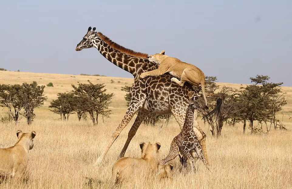 Hình ảnh động vật ấn tượng ghi cảnh đàn sư tử cố gắng vật ngã hươu cao cổ trên đồng cỏ trong khu bảo tồn thiên nhiên Olare Motorogi ở Kenya. (Nguồn Guardian)