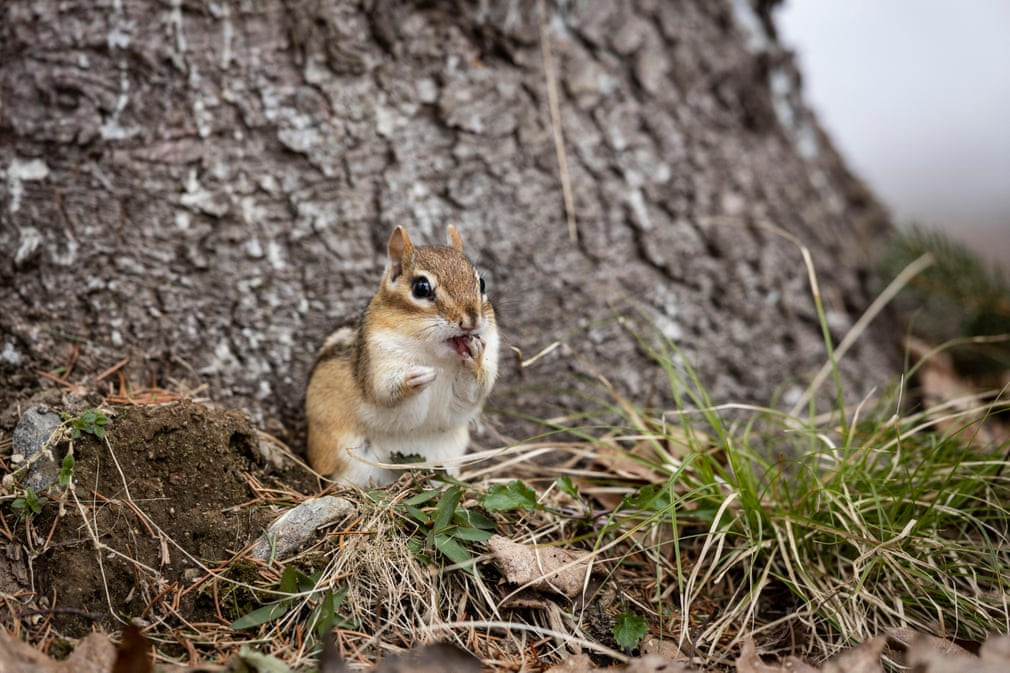 Sóc chuột kiếm ăn trong một công viên ở thành phố Ontario, Canada. (Nguồn Guardian)
