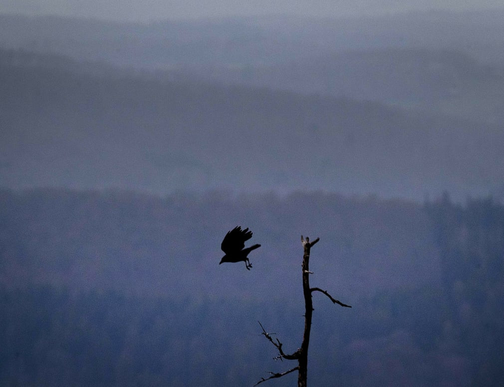 Chim quạ bay khỏi một cây chết trên núi Feldberg gần thành phố Frankfurt, Đức. (Nguồn Guardian)