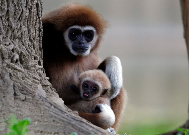 Khỉ con mới chào đời được mẹ ôm trong vòng tay tại vườn thú ở Skopje, Macedonia. (Nguồn Guardian)