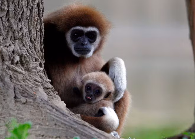 Khỉ con mới chào đời được mẹ ôm trong vòng tay tại vườn thú ở Skopje, Macedonia. (Nguồn Guardian)