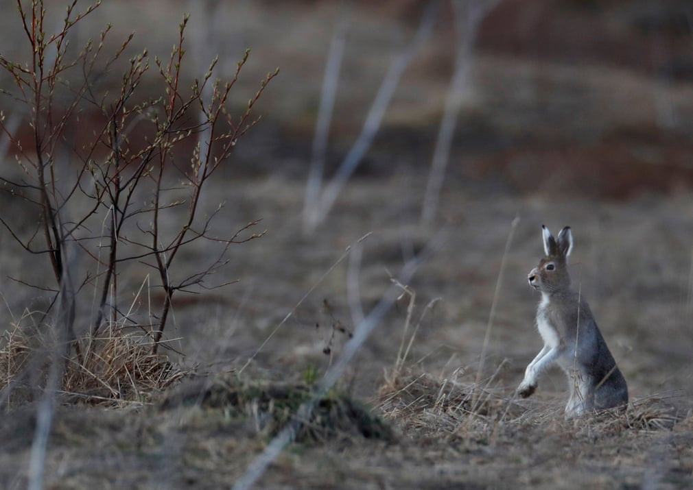 Thỏ rừng nhìn xung quanh bờ sông Unzha ở vùng Kostroma, Nga. (Nguồn Guardian)