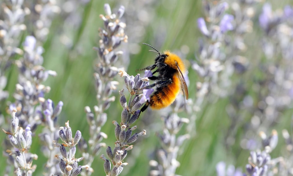 Ong hút mật trên cánh đồng hoa oải hương ở Chile. (Nguồn Guardian)