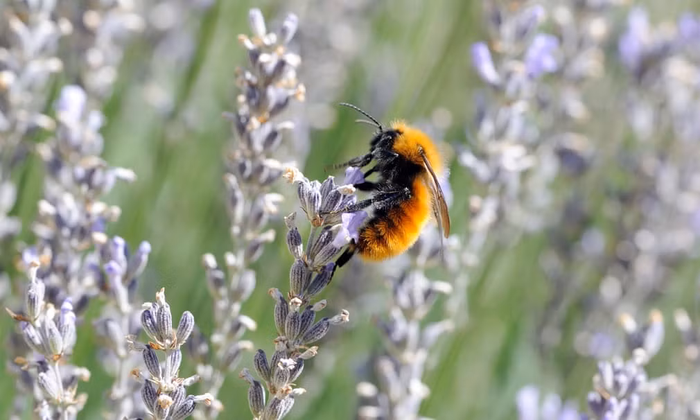 Ong hút mật trên cánh đồng hoa oải hương ở Chile. (Nguồn Guardian)