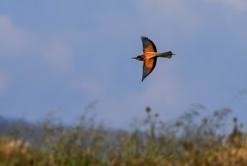 Chim ăn ong bay trên vùng đồng bằng Gediz ở Izmir, Thổ Nhĩ Kỳ. (Nguồn Guardian)