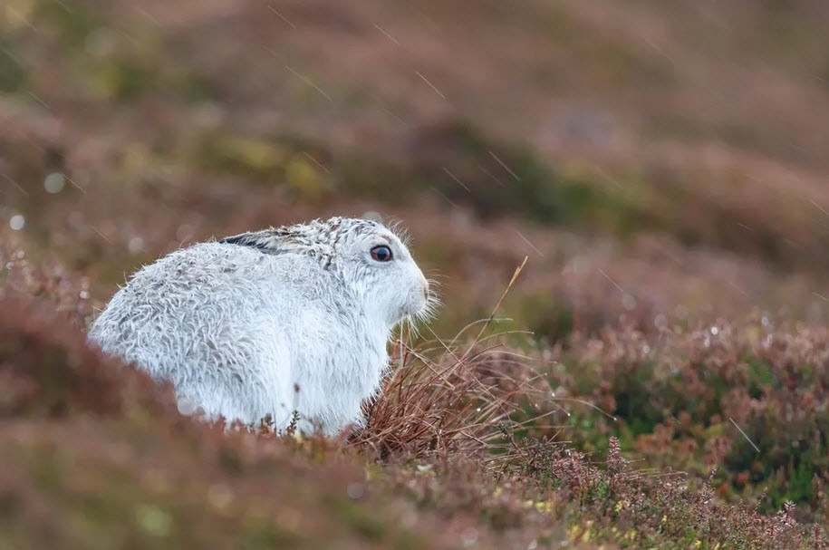 Thỏ núi trắng đứng dưới trời mưa ở Cairngorms, Scotland. (Nguồn Guardian)
