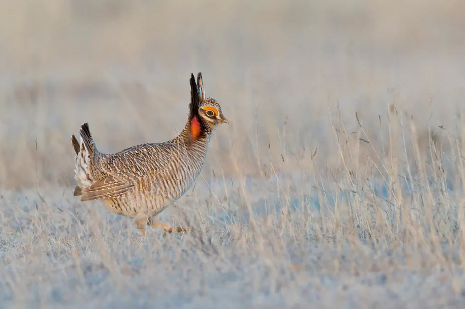 Gà lôi kiếm ăn trên đồng cỏ ở bang Kansas, Mỹ. (Nguồn Guardian)