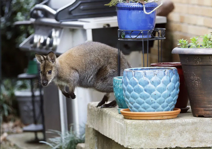 Chuột túi wallaby xuất hiện trước một ngôi nhà ở thành phố Dallas, bang Texas, Mỹ. (Nguồn Guardian)