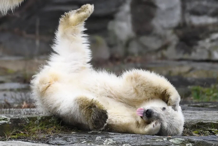 Gấu bắc cực con chơi đùa trong chuồng của nó tại vườn thú Tierpark ở thành phố Berlin, Đức. (Nguồn Guardian)