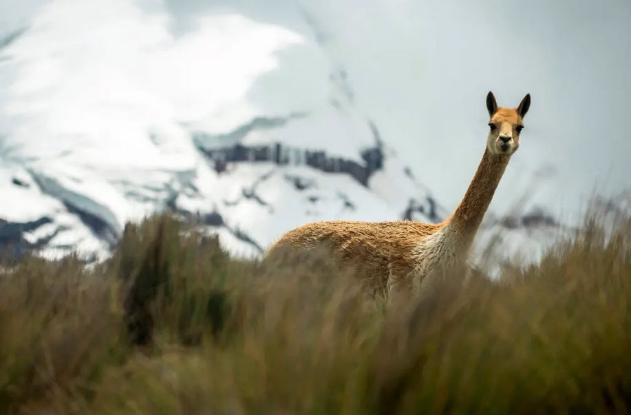 Lạc đà vicuna kiếm ăn dưới chân núi lửa Chimborazo ở Andes, Ecuador. (Nguồn Guardian)