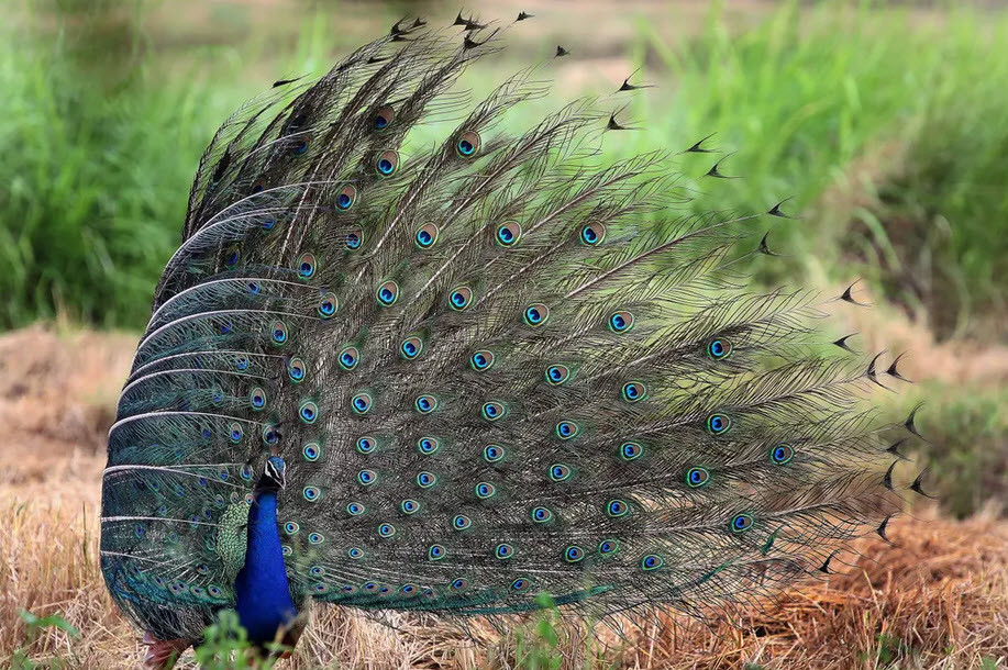 Chim công xòe đuôi rộng trên cánh đồng ở Damminna, Sri Lanka. (Nguồn Guardian)