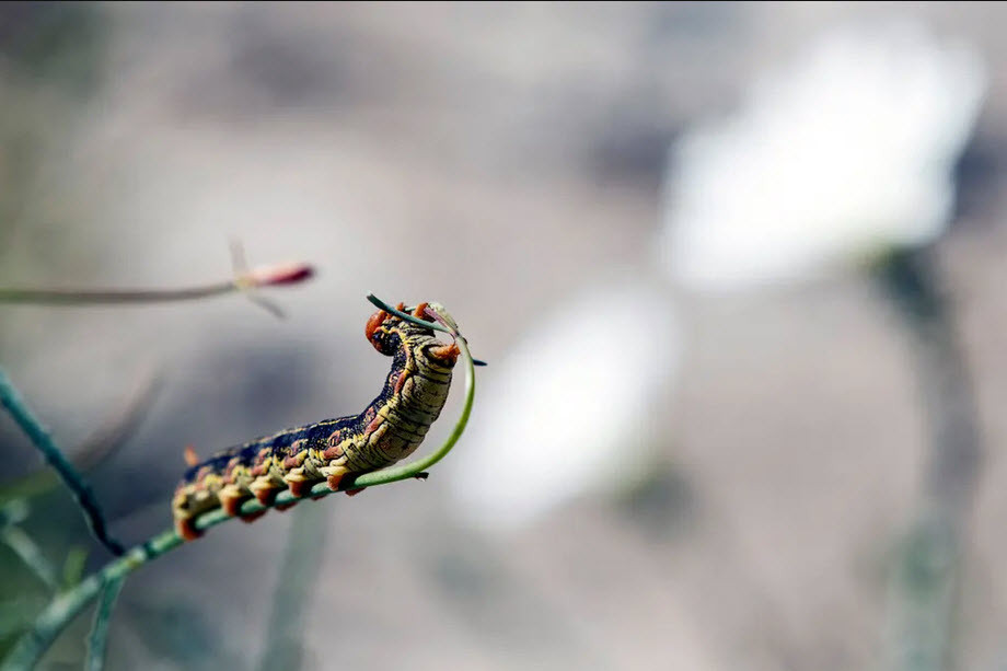 Sâu ăn hoa anh túc trong vườn quốc gia sa mạc Anza-Borrego ở bang California, Mỹ. (Nguồn Guardian)