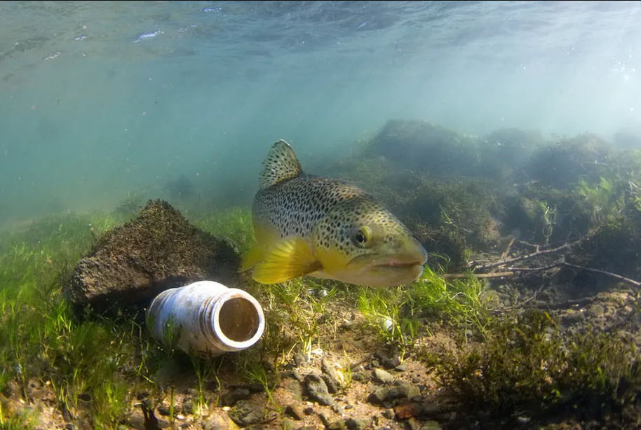 Cá hồi nâu bơi cạnh chiếc vỏ hộp nhựa dưới sông Derwent ở Derbyshire, Anh. (Nguồn Guardian)