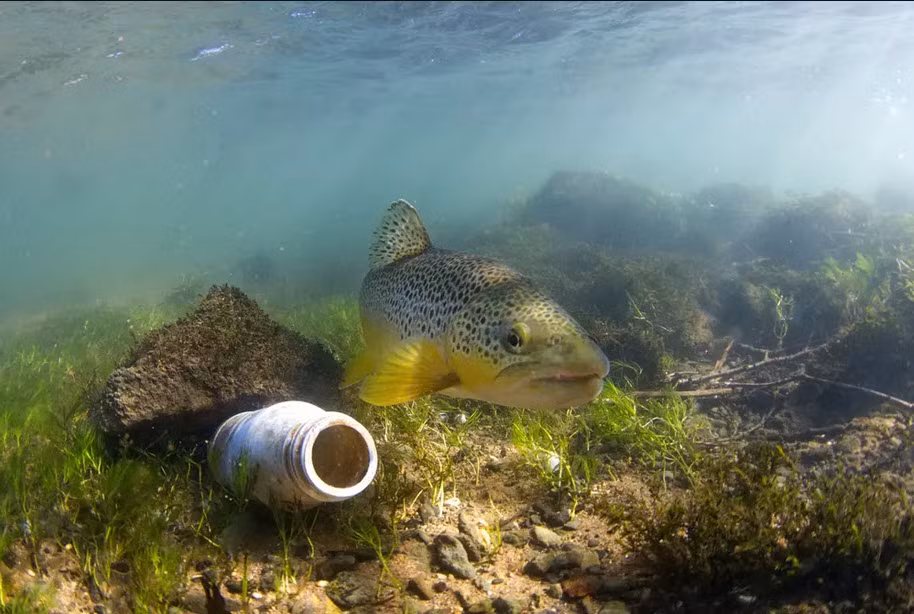 Cá hồi nâu bơi cạnh chiếc vỏ hộp nhựa dưới sông Derwent ở Derbyshire, Anh. (Nguồn Guardian)