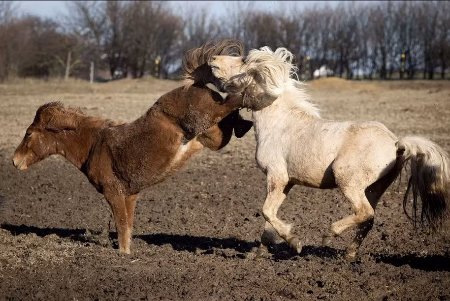 Cặp ngựa Iceland chơi đùa với nhau dưới nắng mùa xuân ở thành phố Frankfurt, Đức. (Nguồn Guardian)