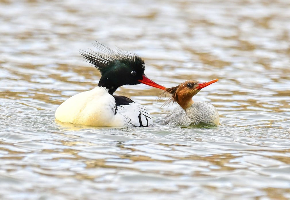 Cặp vịt mỏ nhọn tình tứ với nhau trên hồ nước ở Hắc Long Giang, Trung Quốc. (Nguồn Guardian)