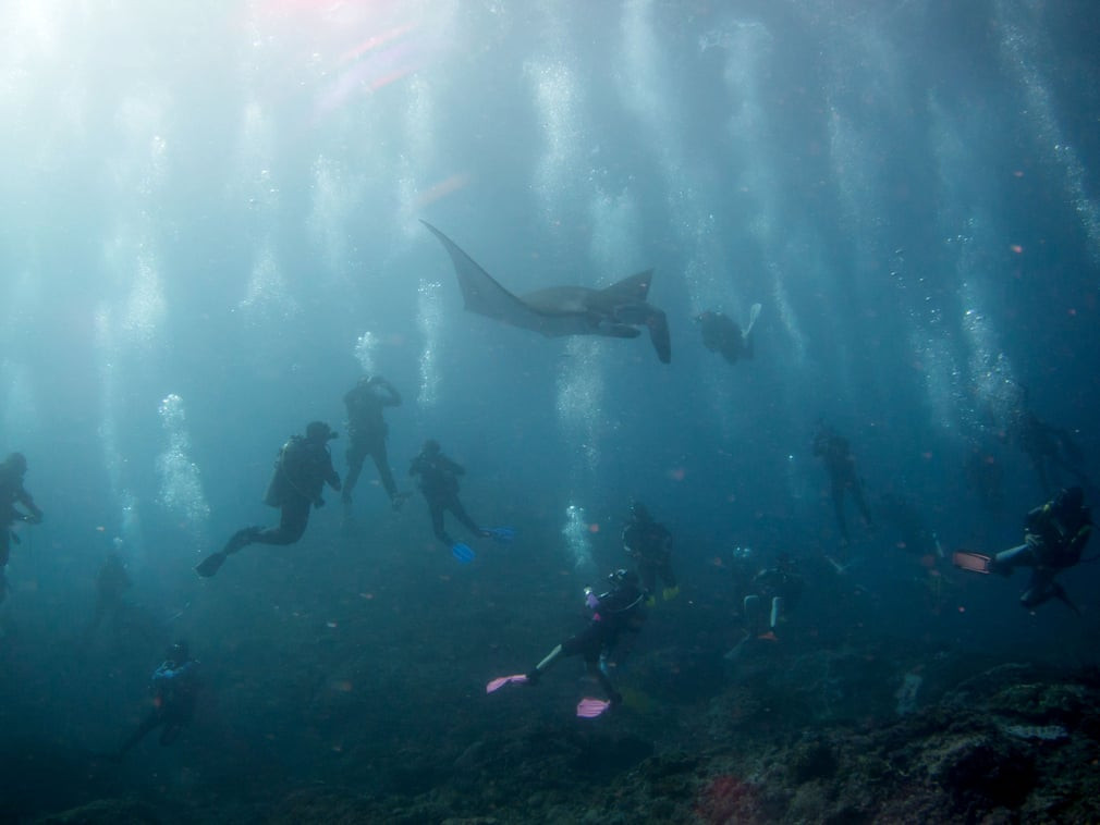 Cá đuối khổng lồ bơi giữa các thợ lặn ở ngoài khơi đảo Nusa Penida gần Bali, Indonesia. (Nguồn Guardian)
