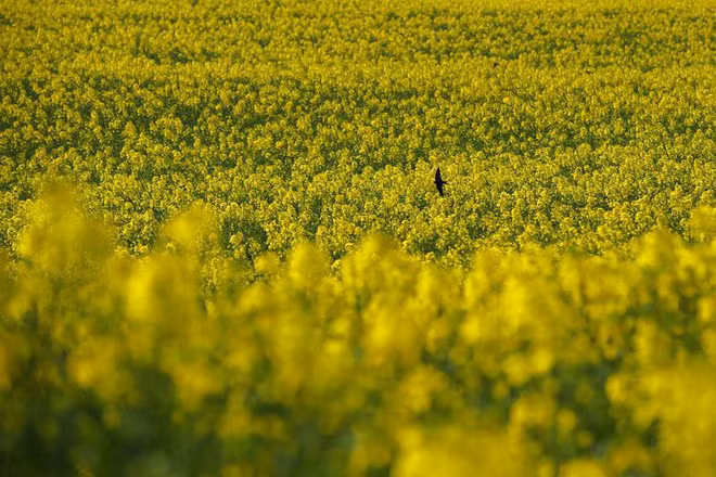 Chim én bay trên cánh đồng hoa cải nở rộ gần thành phố Lausanne, Thụy Sĩ. (Nguồn Guardian)