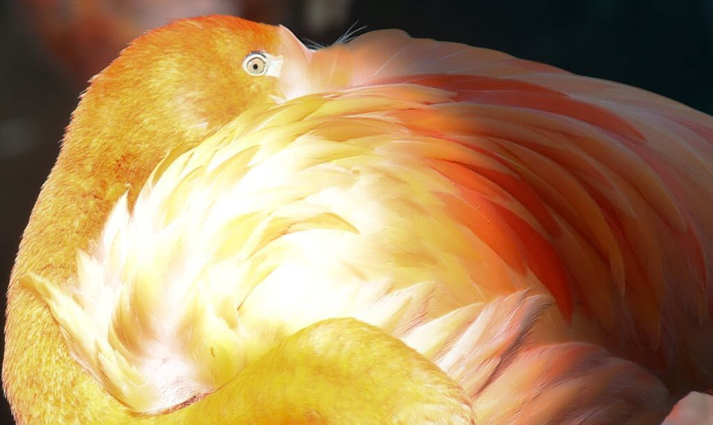 Chim hồng hạc nghỉ ngơi trong chuồng vào một ngày nắng đẹp tại vườn thú Hellabrunn ở thành phố Munich, Đức. (Nguồn Guardian)