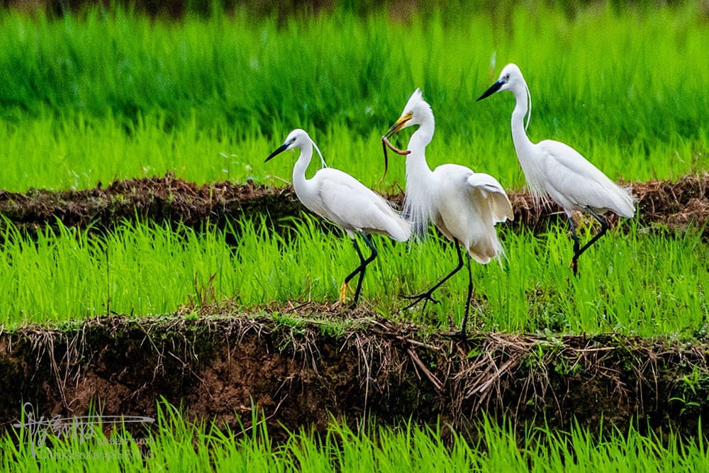 Những con chim diệc bạch kiếm ăn trên cánh đồng lúa ở Ngọc Lâm, Quảng Tây, Trung Quốc. (Nguồn Guardian)