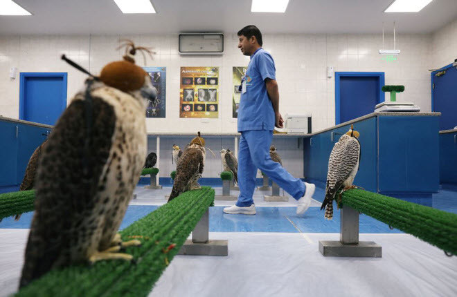 Chim ưng chờ được chăm sóc y tế tại bệnh viện chim ưng ở thành phố Abu Dhabi, UAE. (Nguồn Guardian)