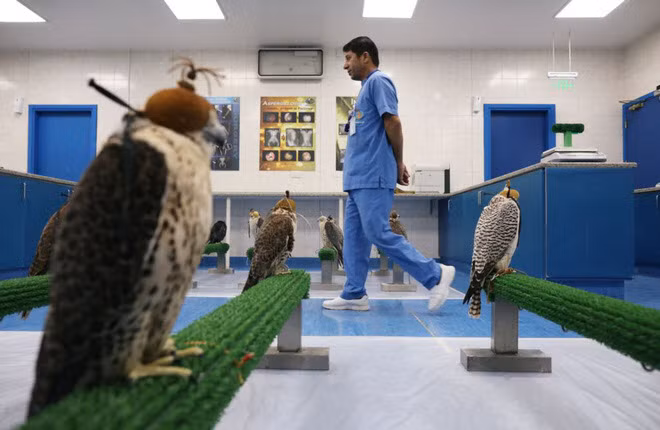 Chim ưng chờ được chăm sóc y tế tại bệnh viện chim ưng ở thành phố Abu Dhabi, UAE. (Nguồn Guardian)