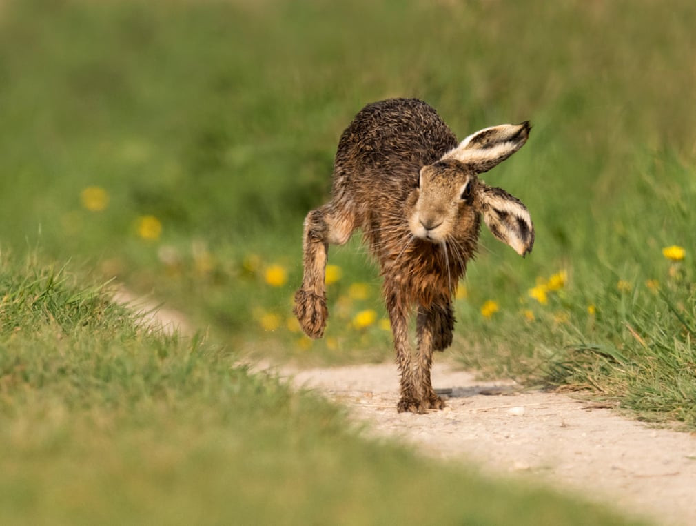 Thỏ nâu đi trên cánh đồng cỏ ở Oxfordshire, Anh. (Nguồn Guardian)