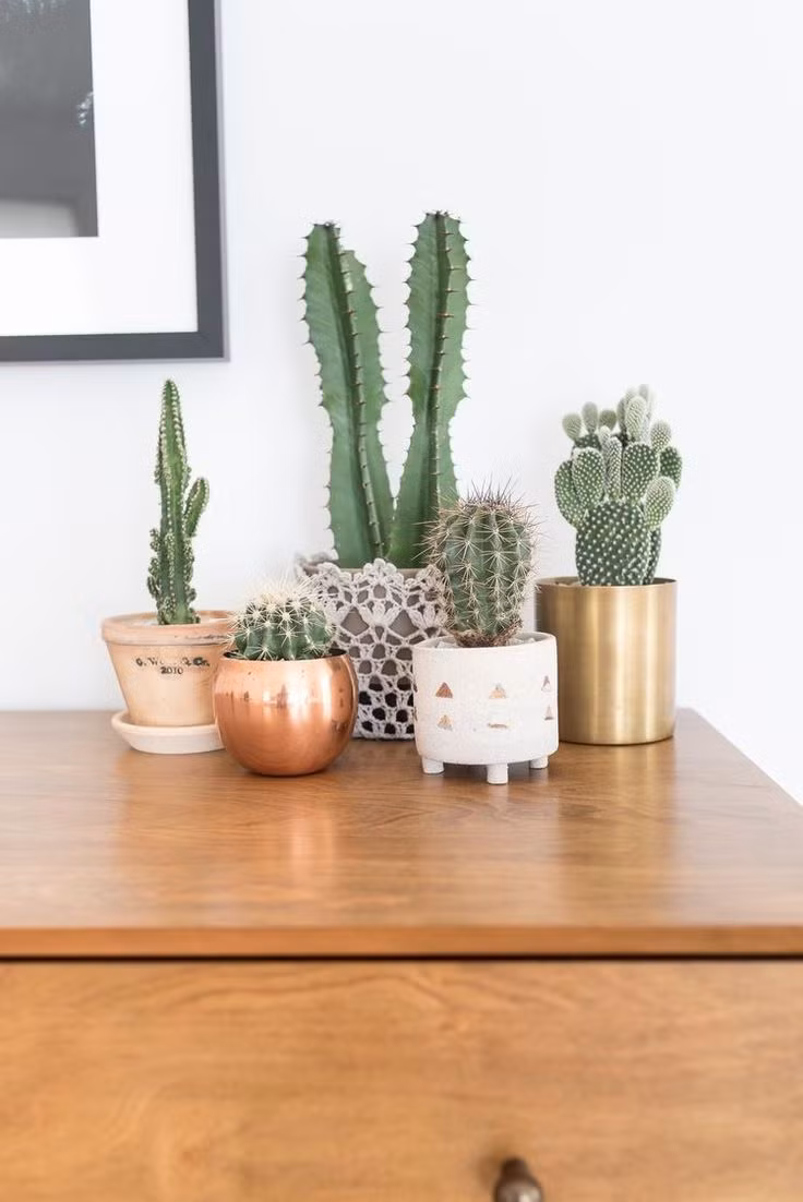 Đặt những chậu hoa có gai nhọn như hoa hồng, hoa xương rồng trong tân hôn mang hàm ý đối đầu, ăn miếng trả miếng. Điều này gây bất lợi trong tình cảm vợ chồng. Ảnh: Pinterest.