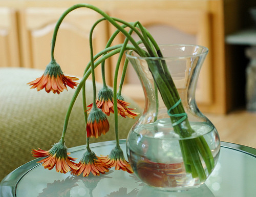 Tuyệt đối không đặt chậu cây héo úa hoặc chết trong phòng ngủ. Bởi điều này sẽ khiến quan hệ giữa hai vợ chồng ngày càng xấu đi. Ảnh: Totorus. (Bài viết chỉ mang tính chất tham khảo, cung cấp nội dung mang tính trắc nghiệm vui cho bạn đọc).