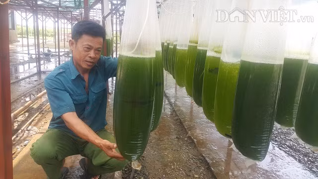 Chuyen la Thai Binh, che ngan lit nuoc xanh le, rot ban hang ty dong