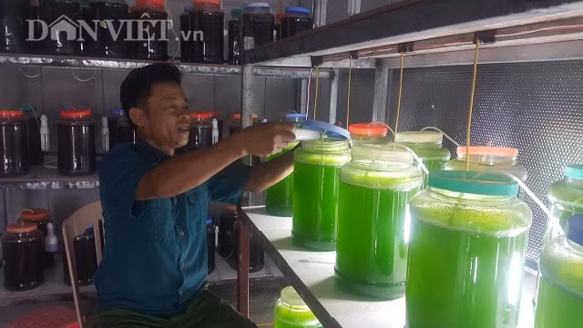 Chuyen la Thai Binh, che ngan lit nuoc xanh le, rot ban hang ty dong-Hinh-3