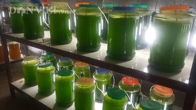 Chuyen la Thai Binh, che ngan lit nuoc xanh le, rot ban hang ty dong-Hinh-2