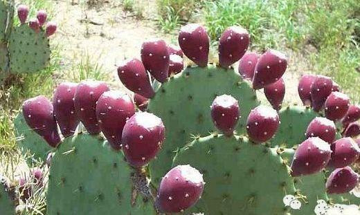 Kiem tram trieu ngon lanh voi loai qua gai goc nay-Hinh-2