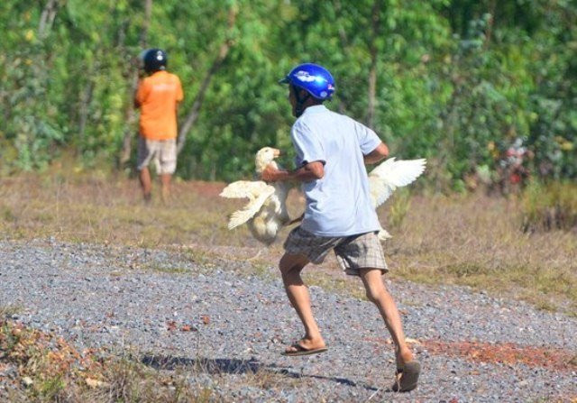 Vu hoi vit o Quang Binh: Tai xe xe tai phai den 200 trieu cho chu hang!