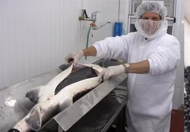 Một con cá có 3kg trứng, có thể đáp ứng bữa tiệc cho khoảng hơn 100 khách, đó là chưa kể những món ăn khác. Cơn sốt trứng cá tầm đã đưa loài vật này đến bờ tuyệt chủng.