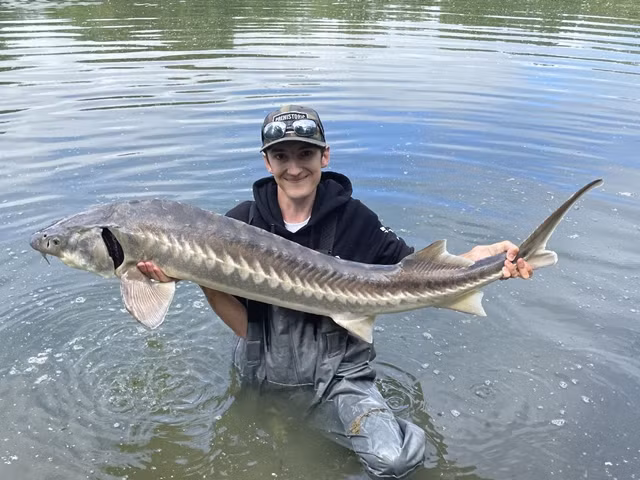 Cá tầm rất khó nuôi. Ở Việt Nam hiện nay chỉ có 2 nơi đáp ứng được điều kiện để nuôi loại cá đắt đỏ này là Sapa và Lâm Đồng.