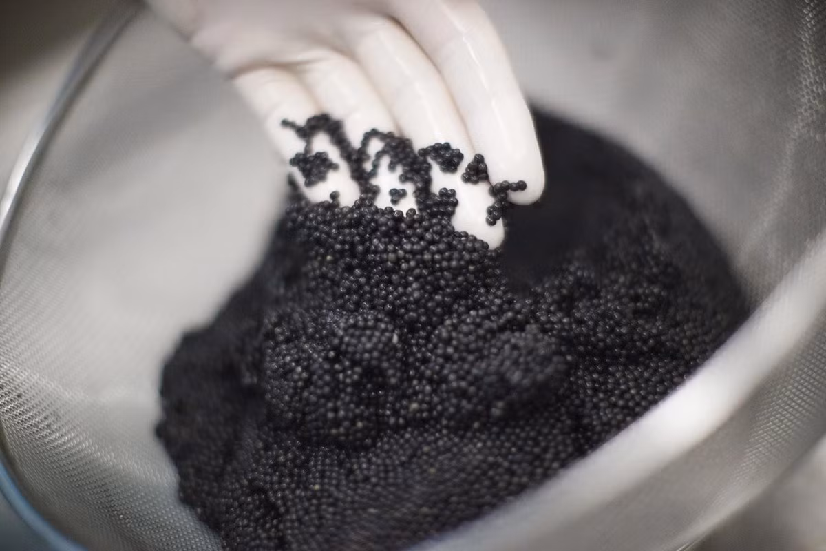 Hiện nay, 1kg trứng cá tầm trên thị trường có giá dao động từ 180-300 triệu đồng/kg, riêng loại cá tầm trắng được xếp vào dạng đặc sản “hiếm có, khó tìm” với giá lên tới 1,8 tỷ đồng/kg.