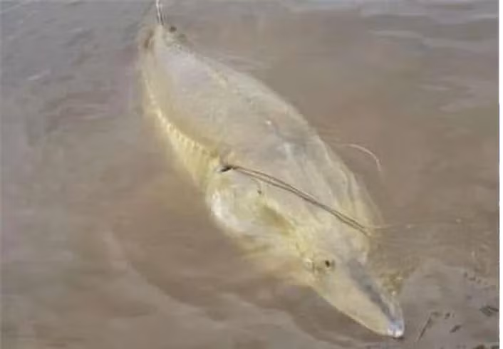 Tuy nhiên, do săn bắt quá lớn, cá tầm đã từng có giai đoạn bị tuyệt chủng.