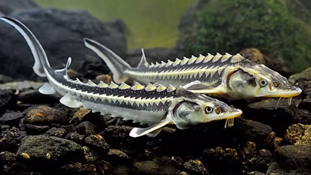  Cá tầm có mặt vào khoảng đầu kỷ Jura, cùng thời với khủng long, có tên khoa học là Acipenser, gồm 21 loài. Khủng long hiện không còn, nhưng cá tầm thì vẫn còn lại nhiều nơi trên Trái Đất này.