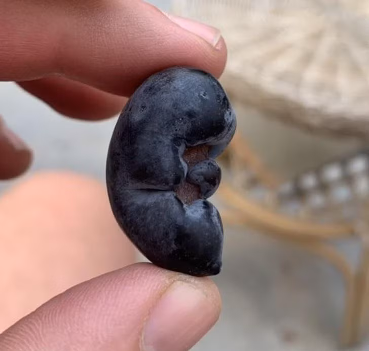 "Quả ô liu này trông giống như một bào thai”.