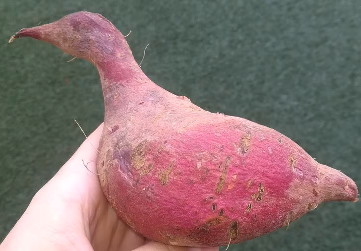 Củ khoai lang có hình dáng một chú chim.