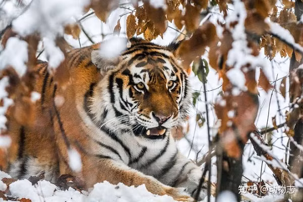 Phai lam gi de tu cuu mang minh khi gap ho?