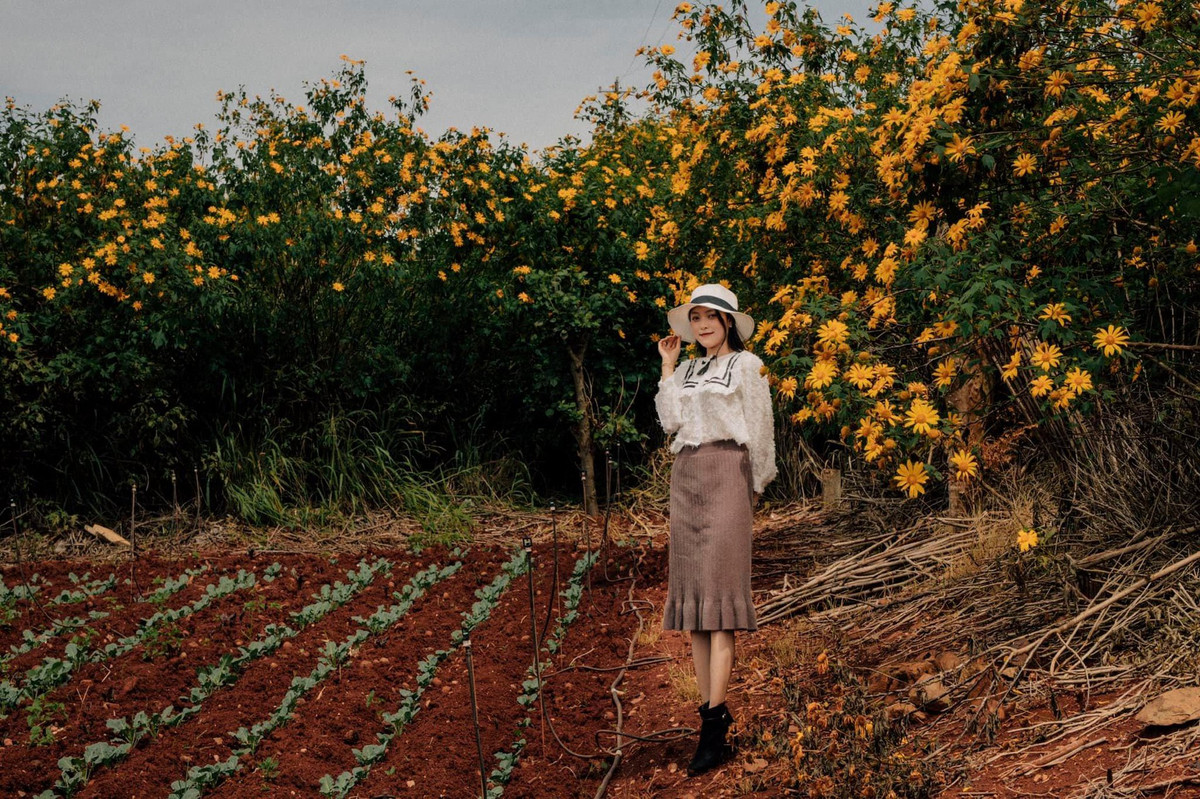 Mời bạn ngắm những khoảnh khắc bạn trẻ check-in cùng hoa dã quỳ tại Đà Lạt với chùm ảnh của tác giả Đồng Ngô: