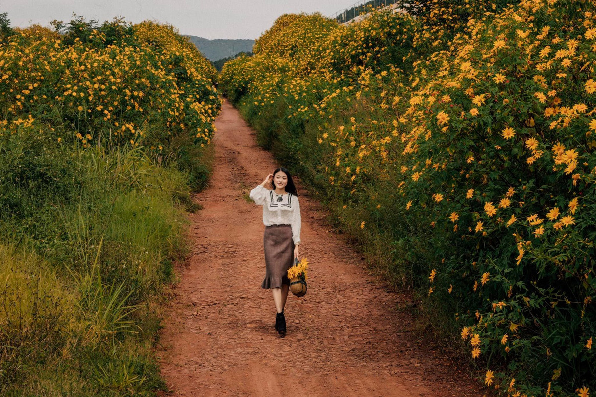 Địa điểm các cung đường ngắm hoa dã quỳ Đà Lạt đẹp nhất: Cung đường Cam Ly - Vạn Thành - Tà Nung - Thác Voi, Đèo Prenn và cao tốc Liên Khương, Cầu Đất - Dran - Đơn Dương - Phi Nôm, đường hoa dã quỳ tuyến Dinh 3 - hồ Tuyền Lâm - Đường hầm đất sét, Tu Tra - Bồng Lao và khu vực quanh Đà Lạt Milk Farm...