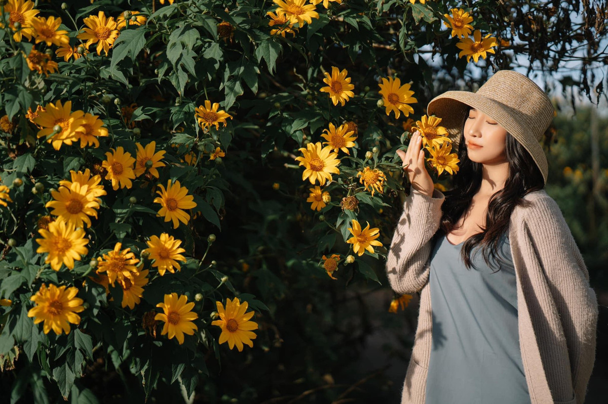  Hoa dã quỳ là một loài hoa đang được rất nhiều người biết đến trong khoảng thời gian gần đây. Hoa dã quỳ còn được gọi là cúc quỳ, sơn quỳ... Hoa có màu vàng rực rất giống với hoa hướng dương, vậy nên còn có một cái tên khác là hướng dương dại. (Ảnh: Phạm Tuấn Minh)