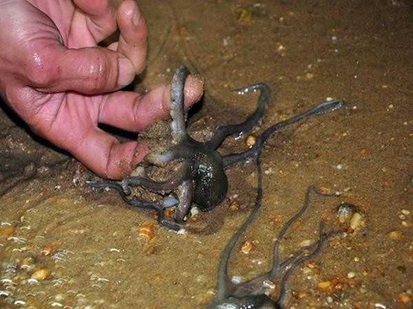 Món ăn đặc sản hấp dẫn khác của Quảng Ninh là ruốc lỗ. Ruốc lỗ thuộc họ bạch tuộc nhưng có kích cỡ nhỏ chỉ khoảng ngón tay cái. Ảnh: Dulichhalongquangninh.